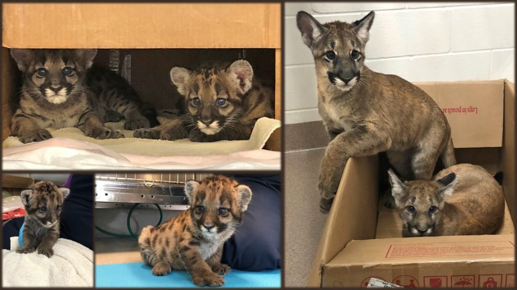 Florida Panther Kittens