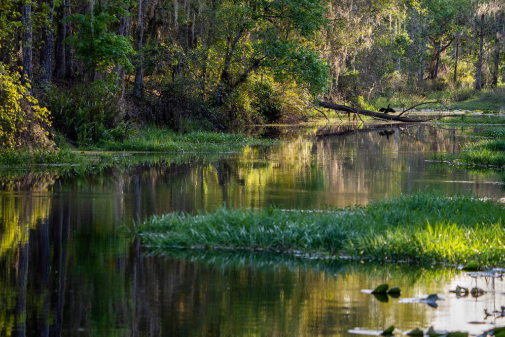Photo by Katie Bryden/Wildpath in Osceola County is one of five parcels recently approved for acquisition through the Florida Forever Program.
