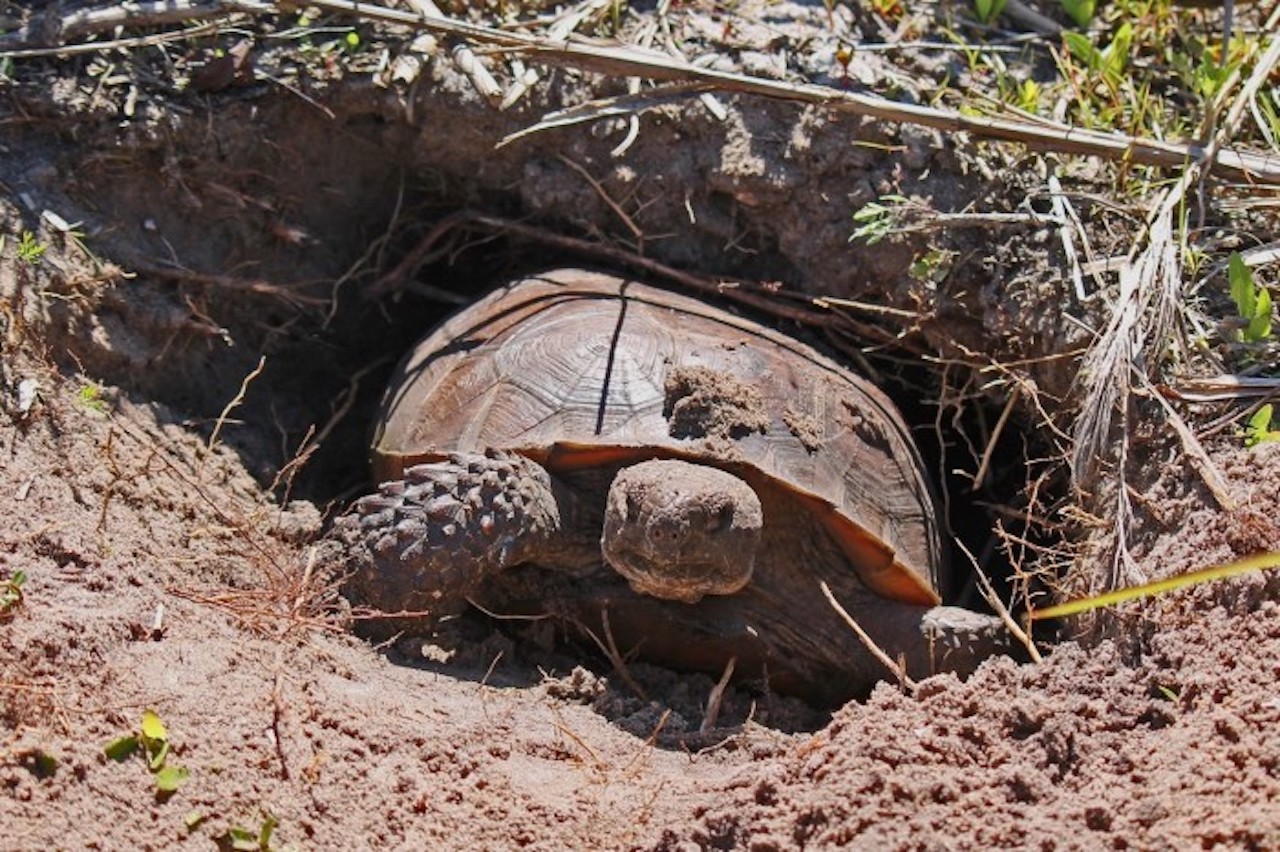 Get involved in conservation this Gopher Tortoise Day