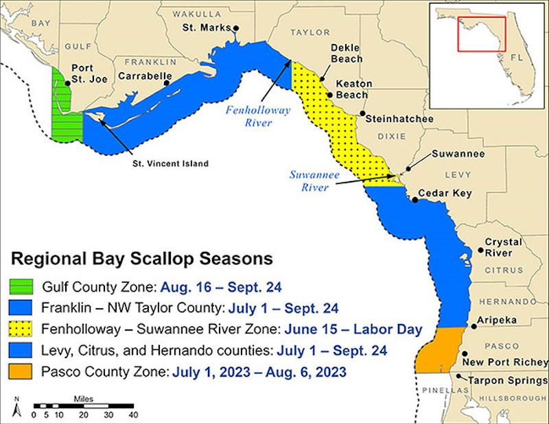 Bay scallop season opens July 1 in FranklinJefferson, NW Taylor and